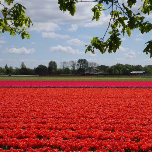 Bed & Breakfast Huize Koningshof