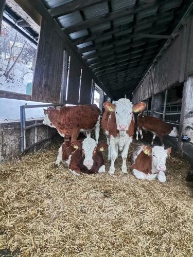 Agroturismo Tourist Farm Mulej