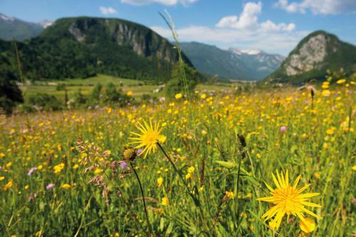 Apartmaji ?trud�l Bohinj
