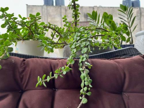 Apartamento Mango Tree Suites ?centrally Located ?3 Bedrooms ?parking ?5 Star Rating