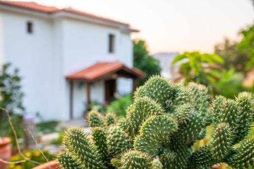 Villa Jasmin Sea View Selimiye (No Pool)