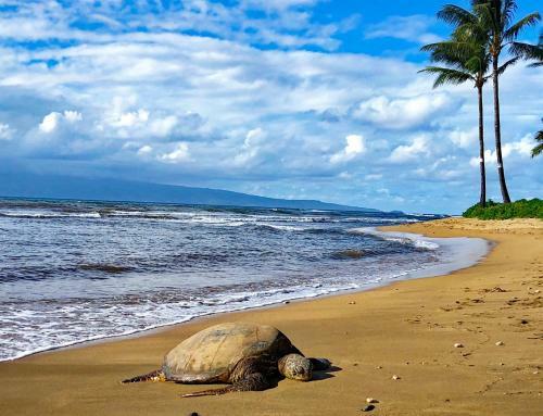 Apartamento Affordable Maui Vacation Awaits You