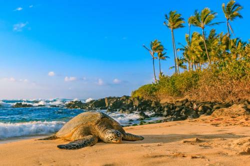 Apartamento Kuhio Village 507