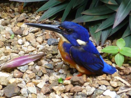 Daintree Holiday Homes - The Folly
