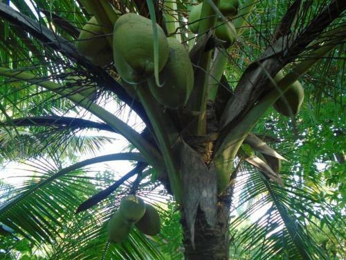 Apartamento Tropical Dream