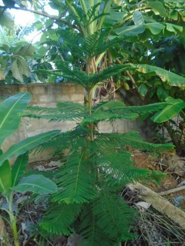 Apartamento Tropical Dream