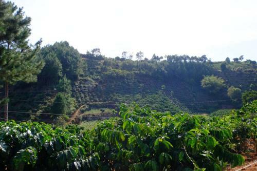 Agroturismo Ovi Coffee Farmstay ?� L?t