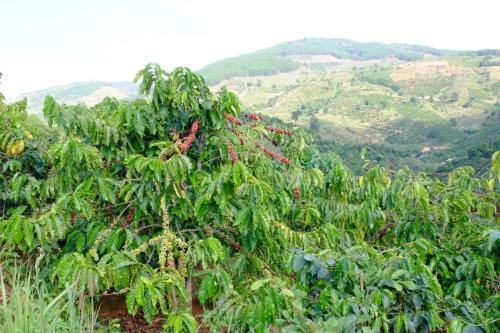 Agroturismo Ovi Coffee Farmstay ?� L?t