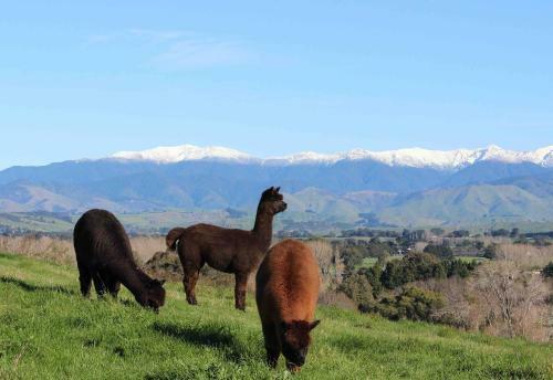 Bed & Breakfast Gallin Farm Alpacas And Farmstay