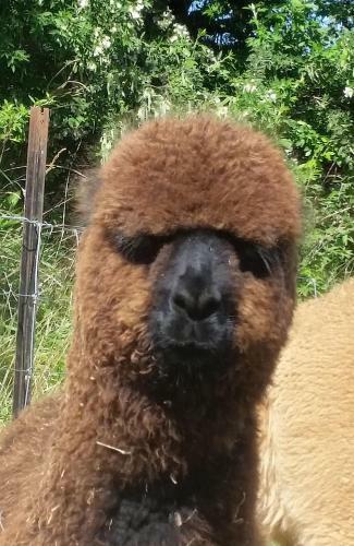 Bed & Breakfast Gallin Farm Alpacas And Farmstay