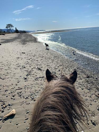 Private Beachside Oasis. Bring The Horse!
