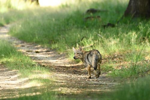 Natuurhuisje Hoenderloo Op de Veluwe