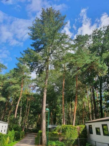 Natuurhuisje Hoenderloo Op de Veluwe