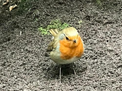 Kunstenaars Boshuisje Veluwe