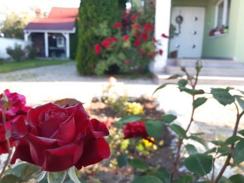 Hostal Hajnal Vend�gh�z