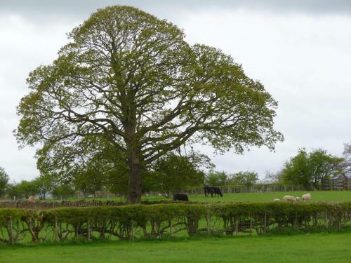 Hostal The Ginney Country Guest House