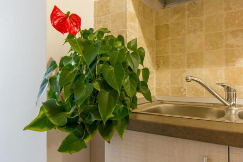 Apartamento My Place Titulescu 1