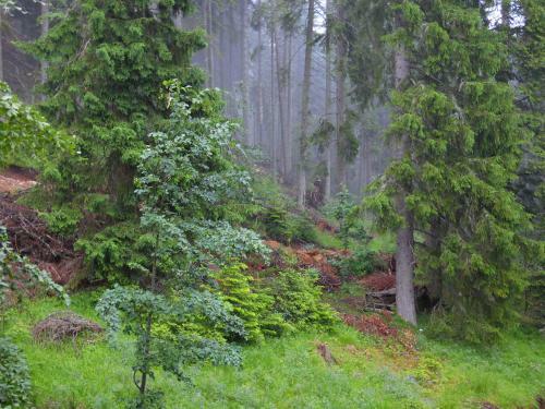 Apartamento Deer's Home At Elit Pamporovo