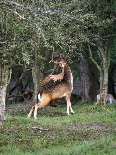 Glamping Safaritent Op Camping de Rimboe