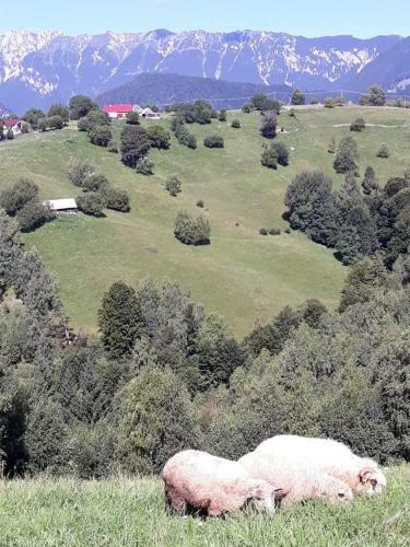 Lodge Casa Claudiu