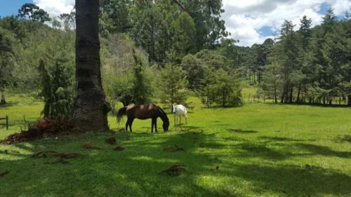 S�tio Apari��o, Cunha (Km 58)