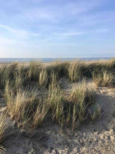 Vakantiehuisje In Ouddorp Dichtbij Het Strand