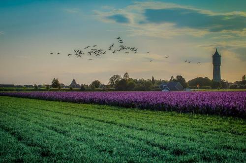 Huisje Vogelenzang Zeeland