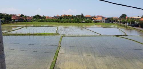 Sun Homestay Canggu