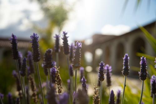 Hotel Hacienda Los Olivos, Valle de Guadalupe