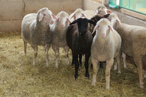 Agroturismo Lindlhof Fam. Taferner