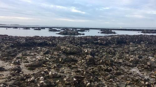 Vakantiewoning Met Een Geweldige Tuin Aan Zee