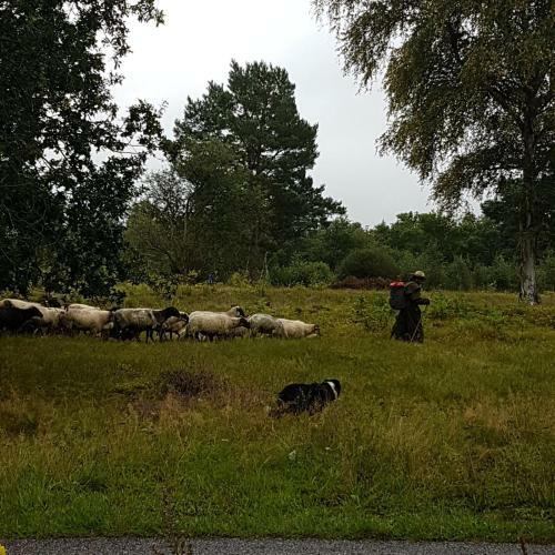 Ruim Vakantie Chalet Zeegse, Drenthe