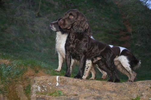 Spaniel Cottage With Views Of Ham Hill, Stoke Sub Hamdon