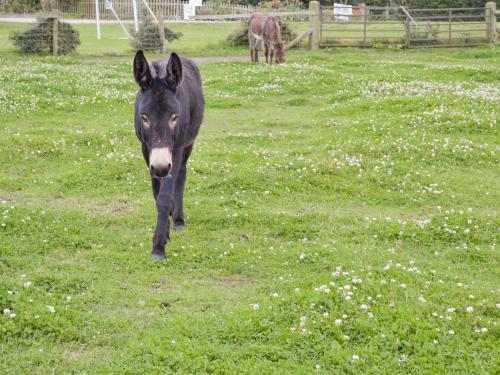 Primrose