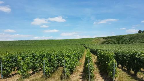 G�te Enjoy En Champagne Avec Verger