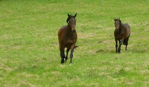 Bed & Breakfast Ancien Haras de La Tour