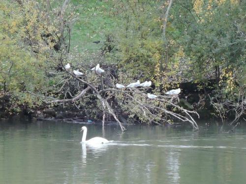 Bed & Breakfast Les Pingouins de La Marne