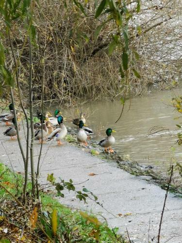 Bed & Breakfast Les Pingouins de La Marne