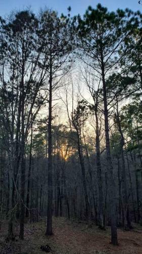Lost Paradise Is Your Private Cabin In The Forest