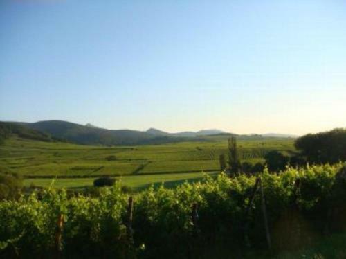 Apartamento Vue Sur Vignes
