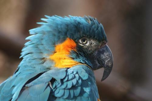 La Tribu De Beauval