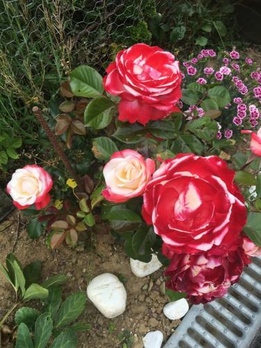 Apartamento Le R�ve de Lou Et Balou