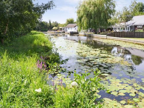 Silver Birches