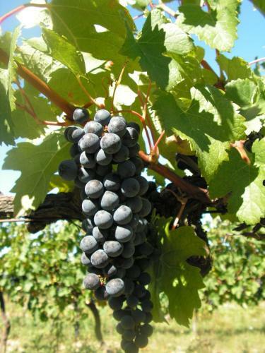 Domaine de Genevieve Des Vignes