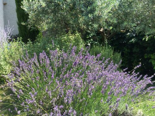 Le Mazet Des Joncs En Provence