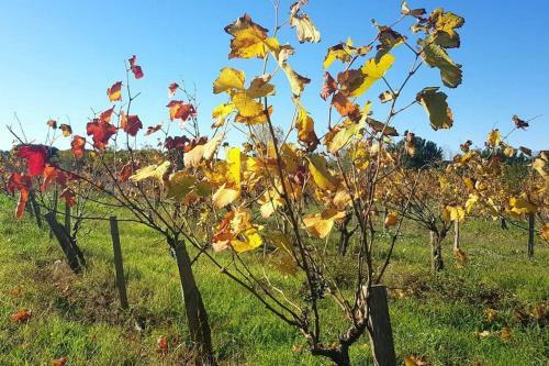 La Bodega, Petite Vigneronne Pleine de Charme