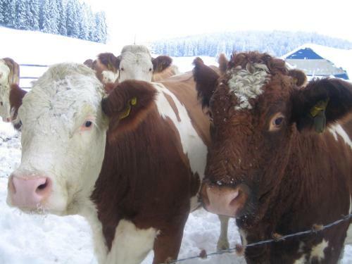 Agroturismo Urlaub Am Heubauernhof K�ck