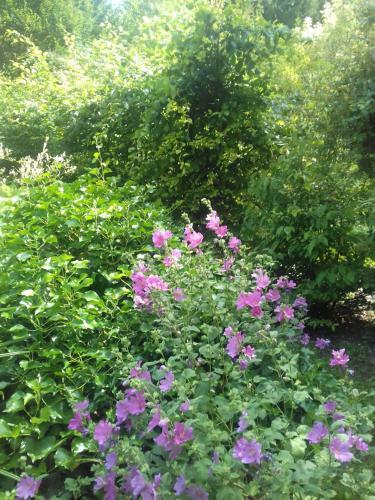 Bed & Breakfast La Haie � Cerf