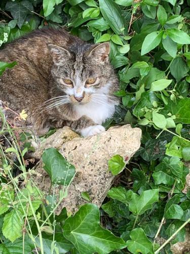 Bed & Breakfast Moulin de Champrond -montmirail -sarthe