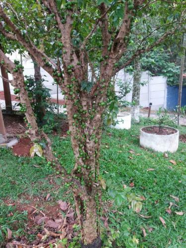 Casa de H�spedes (Continue Em Isolamento Familiar)